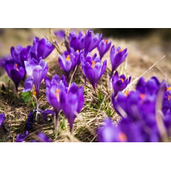 Запис крокусу - 10 цибулин - Crocus Flower Record