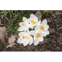 Crocus Jeanne d'Arc - pek besar! - 200 pcs - 