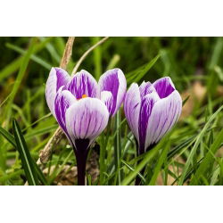 Crocus King of the Striped - pakend 10 tk