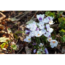 Crocus Prins Claus - 10 bebawang