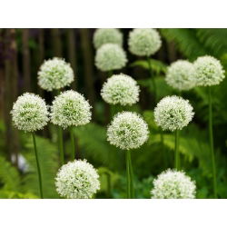 Ornamental vitlök Mont Blanc - stor pack! - 10 st - 