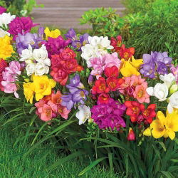 Freesia berbunga ganda - pilihan warna - paket besar! - 100 pcs - 