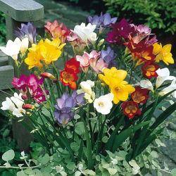 Freesia berbunga tunggal - pilihan warna - paket besar! - 100 pcs - 