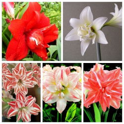 Hippeastrum - dvojzubec amaryllis - výběr pěti odrůd - 