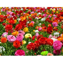 Ranunculus - farvevalg - stor pakke! - 100 stk. buttercups spearworts, vand crowfoots - 