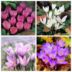 Krokus Kotschy - Pemilihan 4 jenis - 80 pcs - 