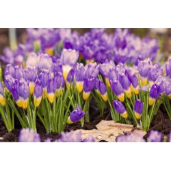 Crocus Tricolor - pakend 10 tk