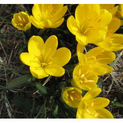 Sternbergia lutea - Oro suave ilumina el inicio otoñal - Bulbos - Paquete grande - 20 uds.
