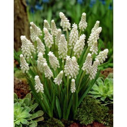 Permaidani putih - Gondok anggur berkayu putih - pek besar! - 100 pcs - 