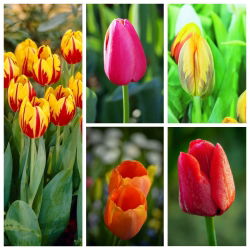 Early single–flowered tulip –  Colourful variety selection – 50 pcs