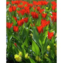 Tulipa Tubergen'in Çeşitliliği - Tulip Tubergen'in Çeşitliliği - 5 ampul - Tulipa Tubergen's Variety