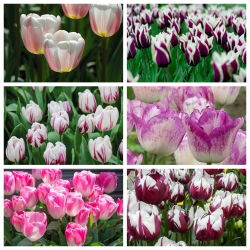 Triumph tulip - kétszínű fajták kiválasztása - Set I - 60 db - 