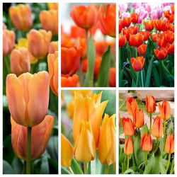 Orange tulip selection – 200 pcs