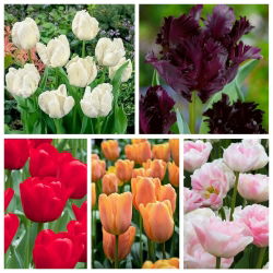 A legújabb virágzó tulipánok kiválasztása - 5 fajta - 50 db.