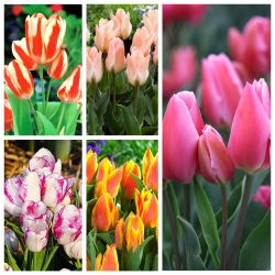 Nagy-virágos tulipán - a legvonzóbb fajták - 50 db.