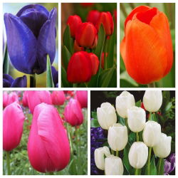 Tulip Triumph - Satu set warna utama - 50 pcs - 