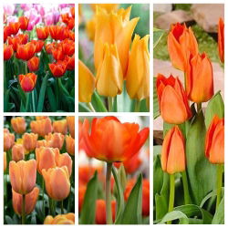 Tulpen - Orange blühenden Sorten - 50 Stück