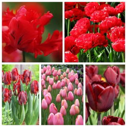 Tulip untuk bunga potong - Pilihan varietas dalam nuansa merah dan merah muda - 50 pcs - 