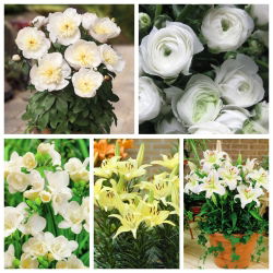 Udvælgelse af grydeplanter - hvide og cremet-hvide blomsterarter - 5 sorter - 
