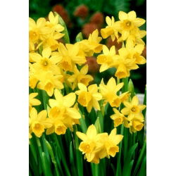 Jonquil - Rush Narciso - Dulzura - Paquete XXL! - 300 piezas - 