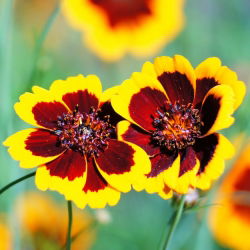 Burridge's Greenthread - Cosmidium burridgeanum - Exotic Dual-Toned Blooms - Fresh Seeds