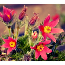 Червона паска Семена квітів - Анемон пульсатілья - 38 насінин - Anemone pulsatilla - насіння