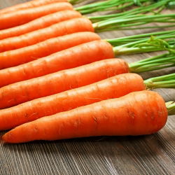 Морква "Нант 3" - середньоранній сорт - 4250 насіння - Daucus carota ssp. sativus 