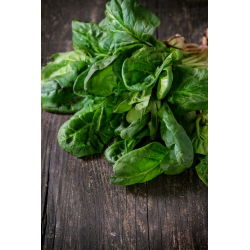 Špinača "Asta F1" - 1200 semen - Spinacia oleracea L. - semena