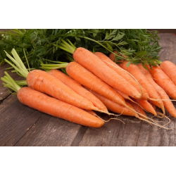Porkkana - Berlikumer - BIO - 4250 siemenet - Daucus carota ssp. sativus