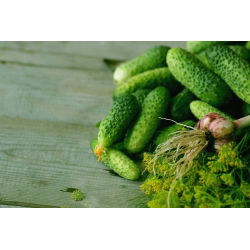 Kurkku - Zuzana F1 - Cucumis sativus - siemenet