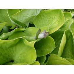 Hosta, Plantain Lily Sum ve Madde - ampul / yumru / kök