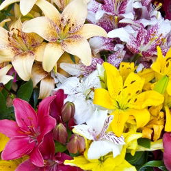 Lirios - mix - Lilium