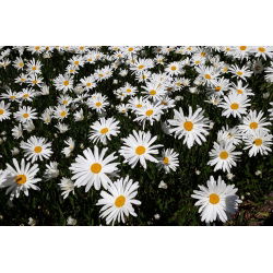 Margherita Semplice - Bianco - Chrysanthemum leucanthemum - Bianco classico, eleganza duratura - Semi Freschi