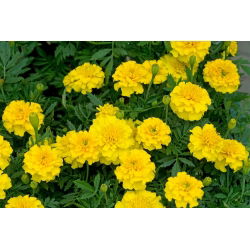 Francoski ognjič "Boy Yellow" - 153 semen - Tagetes patula nana  - semena