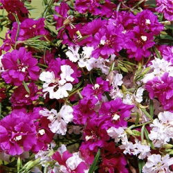 Fjärilsclarkia - blandning - Clarkia pulchella - Livfulla och doftande blommor för trädgårdskanter - Färska frön