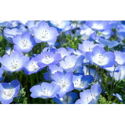 Prins gustafs öga - 500 frön - Nemophila manzies