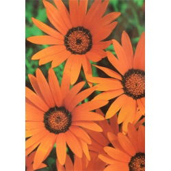 Dimorphotheca aurantiaca - 248 frø -  