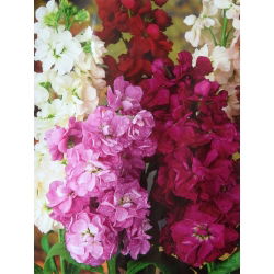 Cổ phiếu Hoary "Varsovia Rena" - rau dền tím; hoa gilly - Matthiola incana annua - hạt