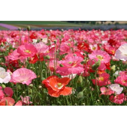 Poppy "Shirley Mix" - 6300 biji - Papaver rhoeas - benih