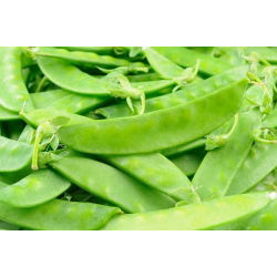 Pisello - saccharatum - Oregon Sugar Pod - 200 semi - Pisum sativum var. saccharatum