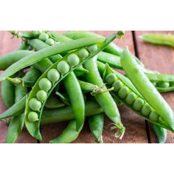 Pisello - saccharatum - Premium - Pisum sativum var. saccharatum - semi