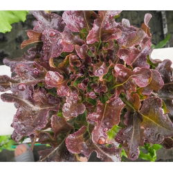 BIO lišće salate "Zdjela crvene salate" - certificirano organsko sjeme - 518 sjemenki - Lactuca sativa var. foliosa  - sjemenke