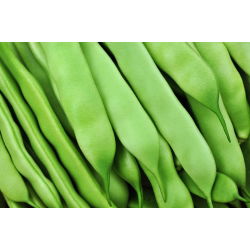 Cực, đậu Pháp "Supermarconi" - với hạt đen - Phaseolus vulgaris L.