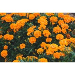 Francoski ognjič "Valencia" - nizka sorta - 315 semen - Tagetes patula L. - semena