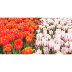 Sett med to tulipaner - 30 stk - 