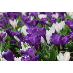 Crocus ungu dan putih - Set 60 pcs - 