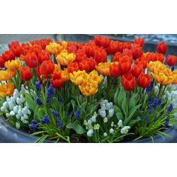 Pemilihan tulip merah dan oren + gondok anggur putih dan biru - 60 pcs - 
