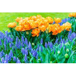 Set tulip oren tulen dan gelas bunga anggur biru - 50 pcs - 