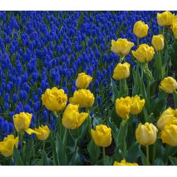 Set tulip kuning dan gelas bunga anggur biru - 50 pcs - 