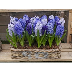 Tricolor hiacintas - 27 vnt - 